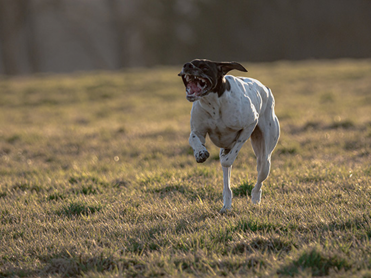 Frühjahrsprüfung des DPC am am 18/19 April 2026 in den Revieren um Weißenburg - Emetzheim
