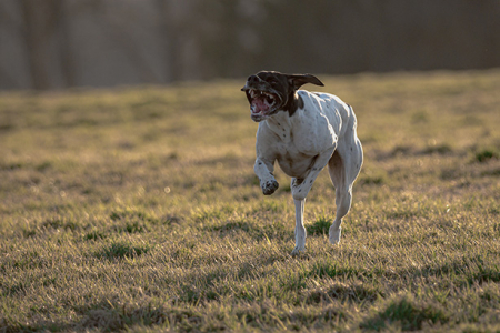 Frühjahrsprüfung des DPC am am 18/19 April 2026 in den Revieren um Weißenburg - Emetzheim