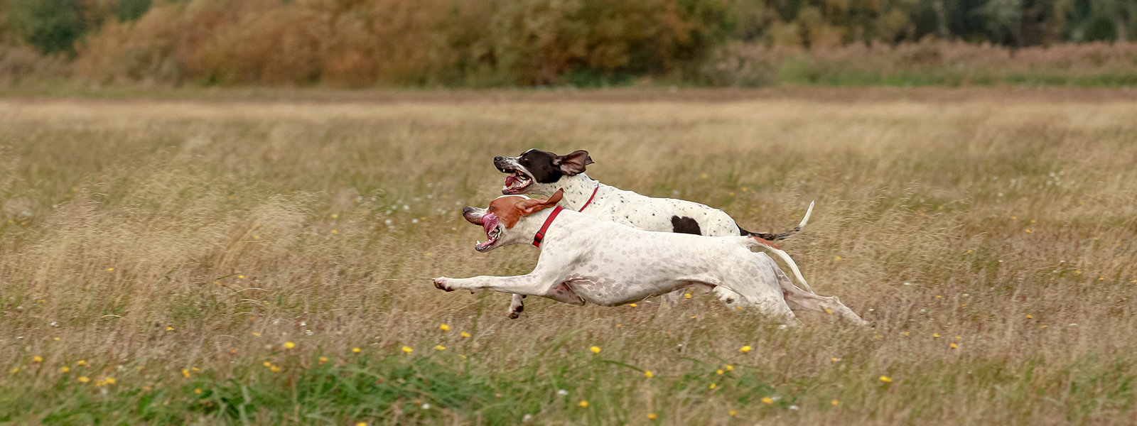 Das Bild zeigt 2 Pointer im schnellen Lauf nebeneinander bei der Feldarbeit. Der Pointer ist ein höchst passionierter Jagdhund und wird es auch immer sein!